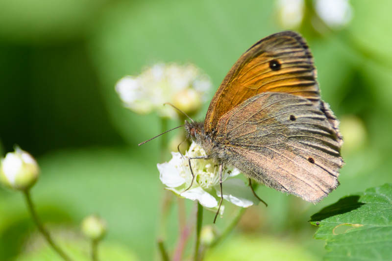 Small Heath